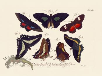 Jablonsky Butterfly 010